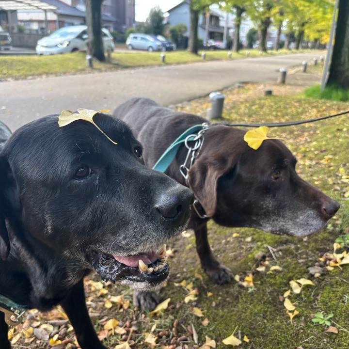 04e22978 1617 470b ac6e 43541726a77d 1762866635233