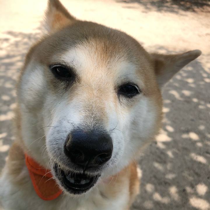 04e371ec 6c8b 4274 b404 c88247a1d531 1590042033270