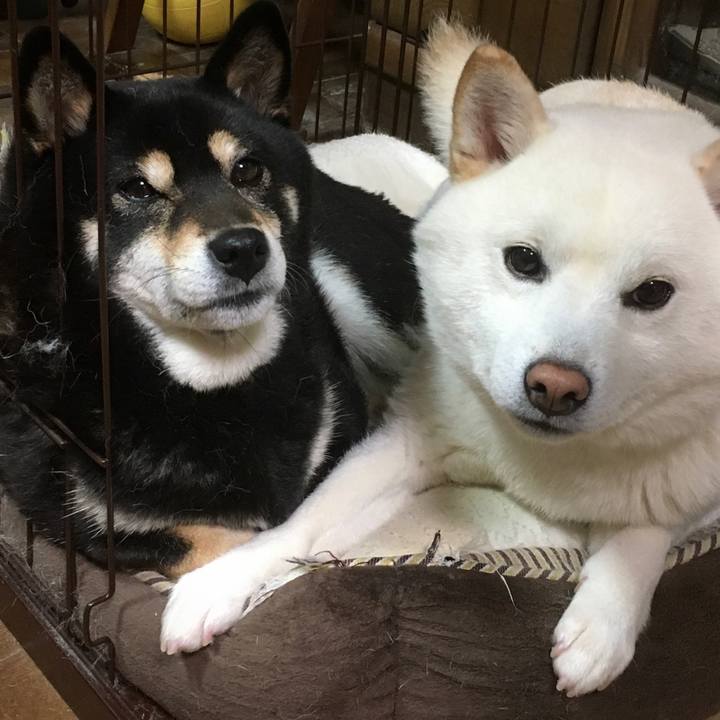 04e5a92c 2ead 48d9 9acb 4c6ee4604bfd 1587483890969