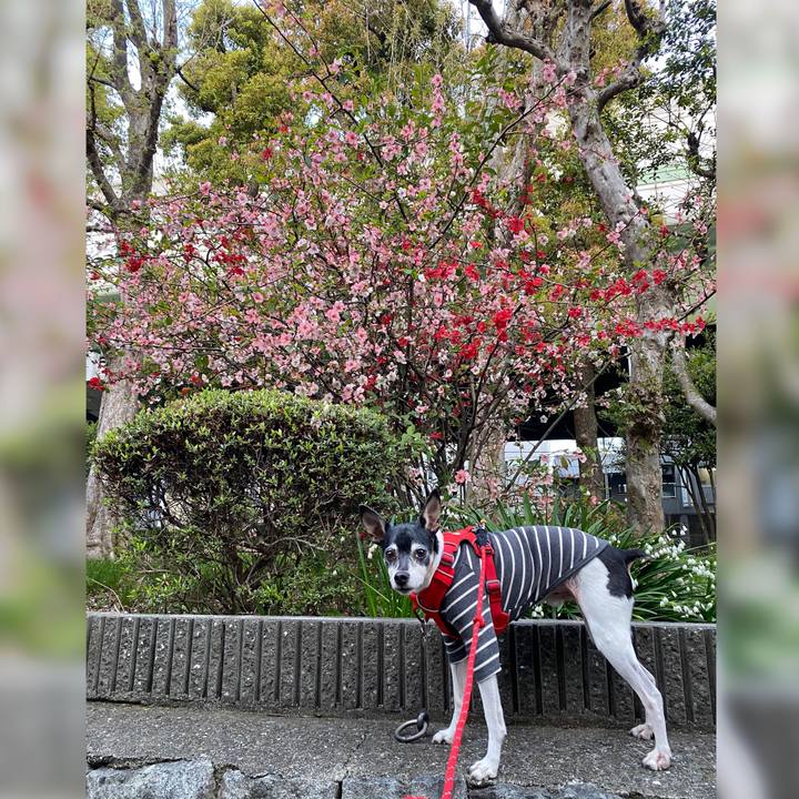 04e77fc6 9f26 4a93 b694 eef6a2a89838 1617059786664