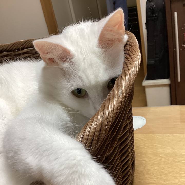 04e8223a 267c 4b6c 95c2 9e249cce2699 1723777049801