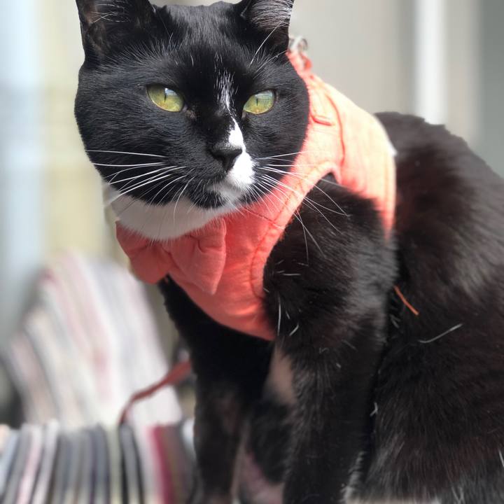 04e82f71 1a2f 43ff b851 7527cb3c8bbd 1588411360949