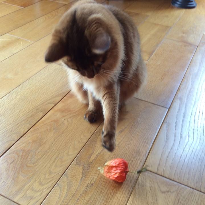 04ebaea3 5986 47c1 8879 26ab54d9bf76 1596532837947