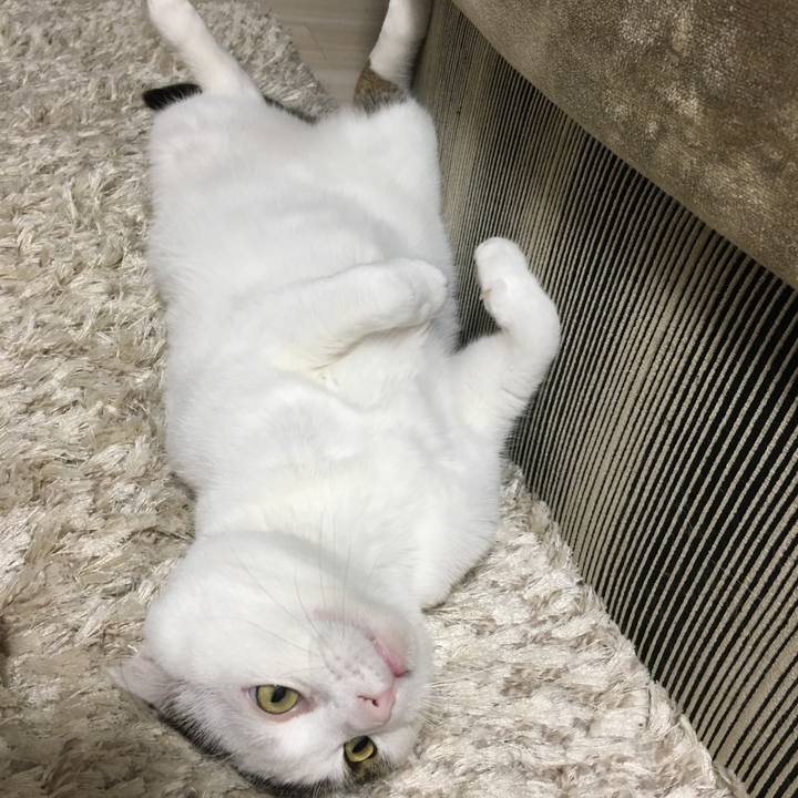 04ebb06e b9d0 4a4c 8f77 8fe7f699ccd3 1528896977987