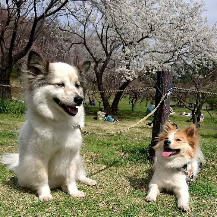 04ec48ad b440 43ae 905b 82bacd18c542 1522073334035