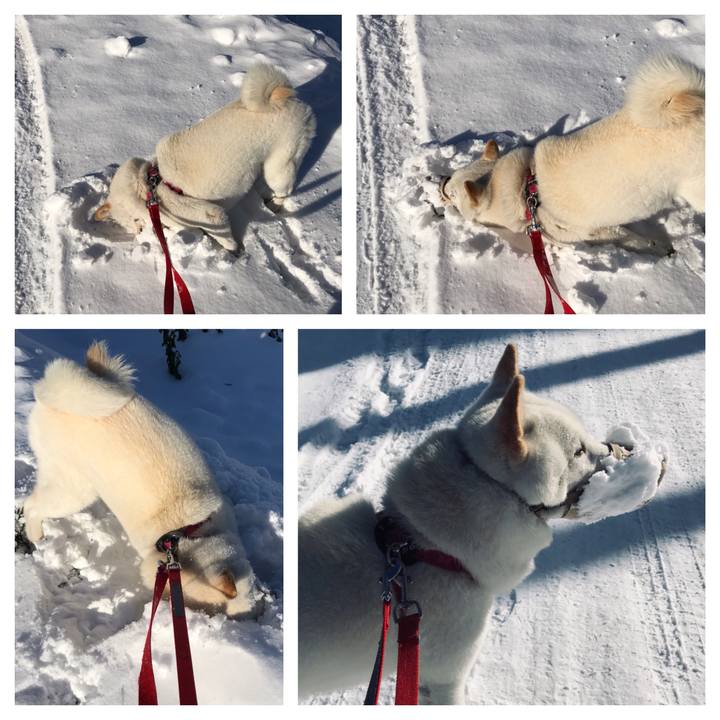 04ed0a33 9f8c 451c b844 b15aec6a534f 1543733030950