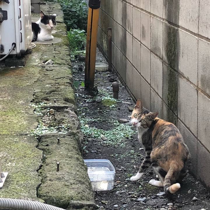 04eda0d0 7e44 461b b2ab 41292df674e9 1536146245672