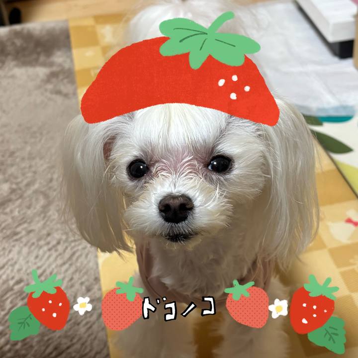 04ee44b6 5476 4d0b 8b2e dcde8f8c93a8 1775213449527