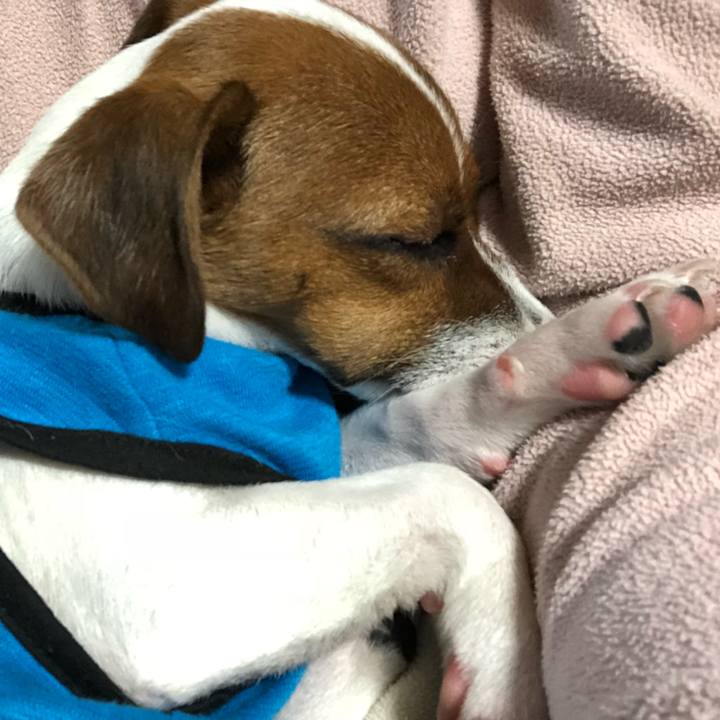 04ee827e 9b12 4fee a8cd b2aafdf15cf6 1517571707629