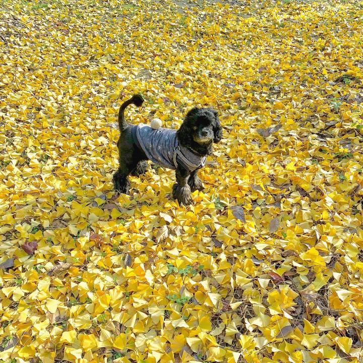 04efb2cc f278 4eda 8668 f90ebdd823bb 1606623761652