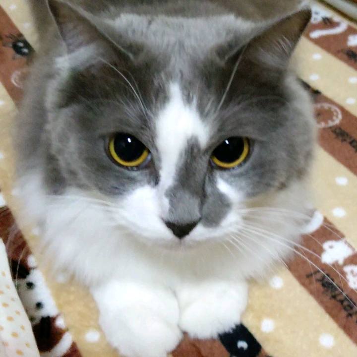 04f2c461 30ba 4340 837b d07c7159dbb6 1604748232832