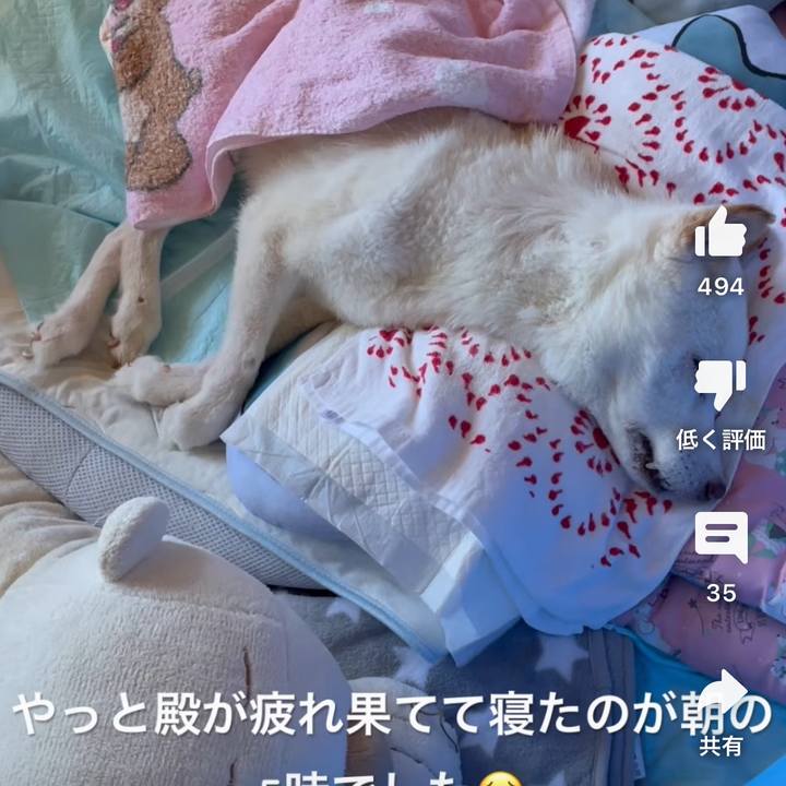 04f2fccf ed23 4ec6 8142 628faaccc184 1689015219168