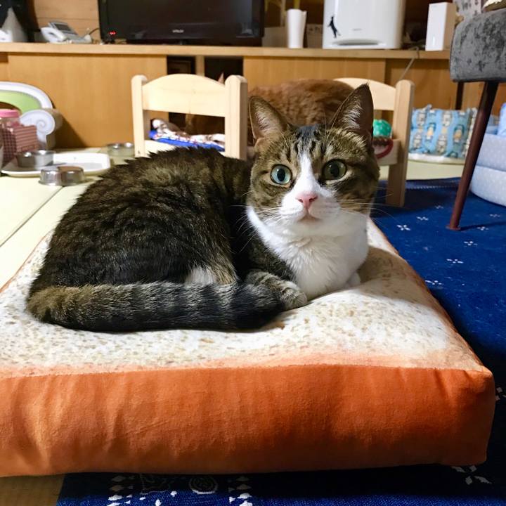 04f4cf2f 8fca 4a7d 9ad0 091a58a35173 1525166300690