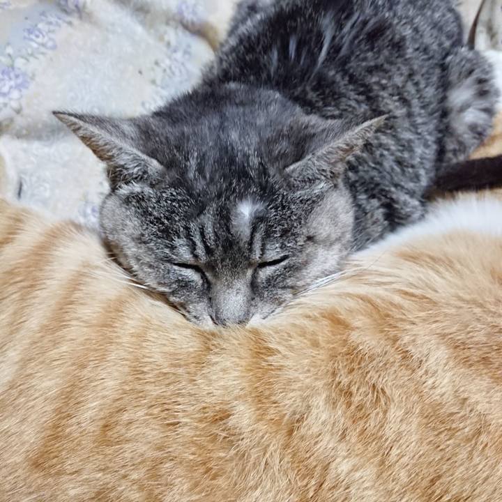 04f924c1 99cb 4edb 8dc6 319d22042c5b 1576241680081