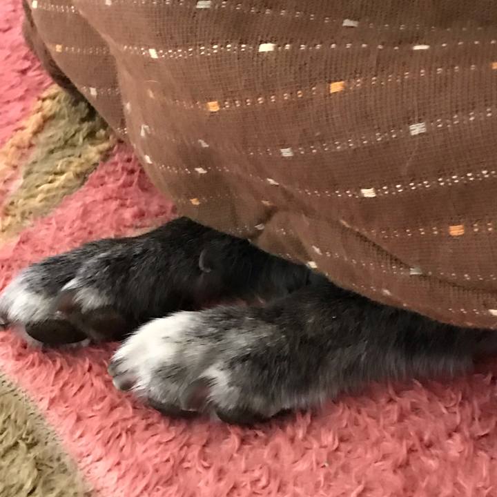 04f9d66d 7310 42a8 a00a fa8d129b1161 1555678633745