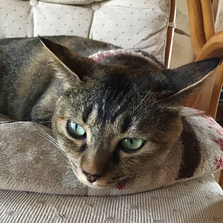 04fccad4 c533 4f7c 81cd 40bbe441833a 1659181281391