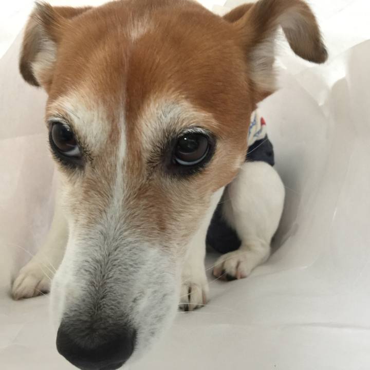 04fcf4f3 333c 493c a08f d2abc0d791c7 1529145431245