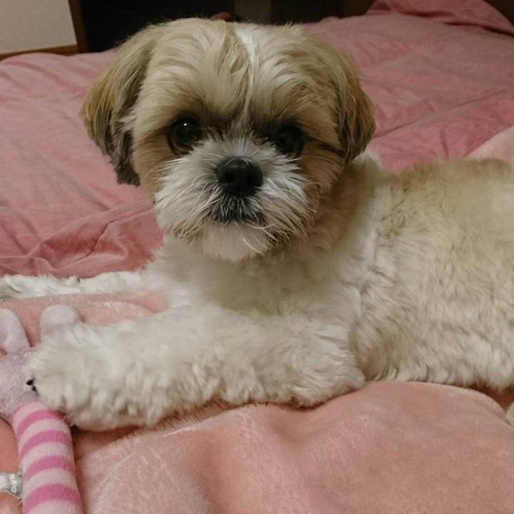 04fd12f2 fa9a 4700 93a1 d3f356734f54 1543234869786