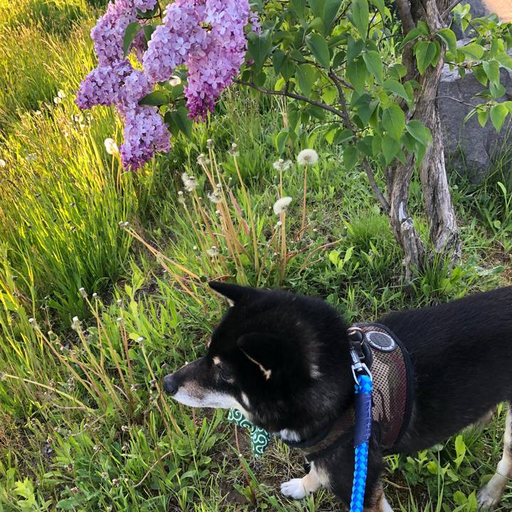 04fe4d82 06a3 40c8 9074 abd86ab79229 1527412472556