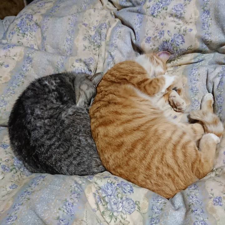 05080a3f 765e 48e8 a4c6 e7812b5ff591 1576155356992