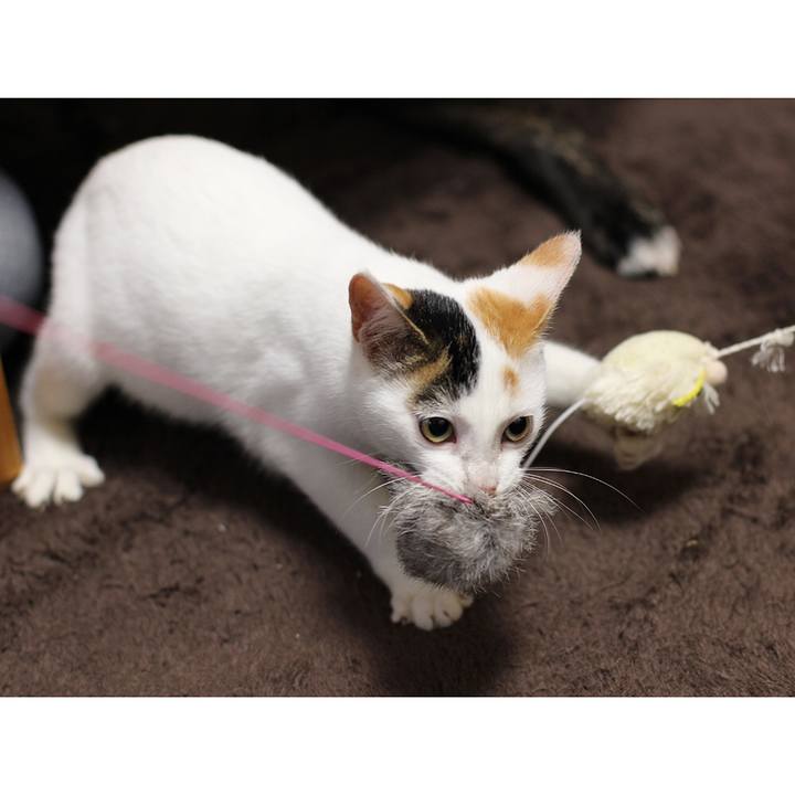 050819f2 2998 417a 854c 16e7a71b6742 1544917383096