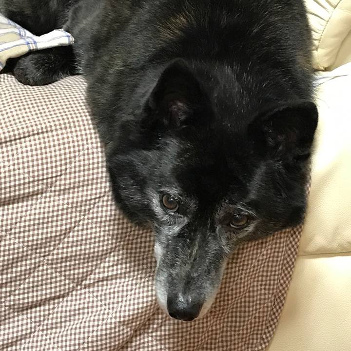 050a2d55 238b 4f40 a863 6209cbb5c6b0 1508927144955