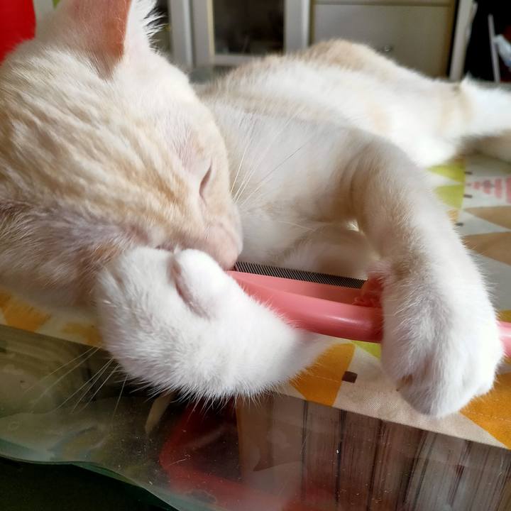 050bfc6a 1172 4dbc b5e2 2649569202e2 1627266058668