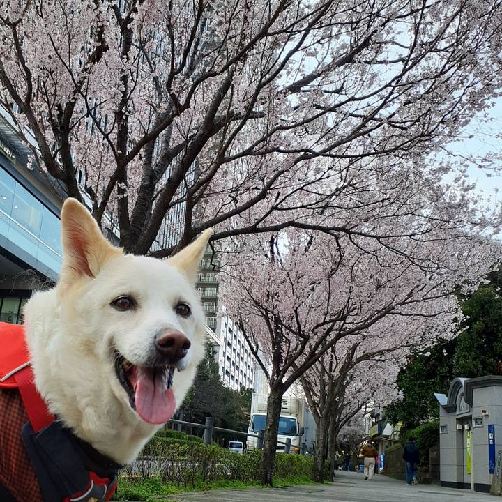 0510fb6b 5d77 4595 ab97 40dfdbdefd4f 1774099158809