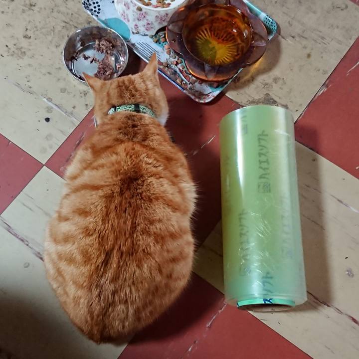 05111b3e 5832 4e1e 9f69 cda62a1278a1 1585465528295