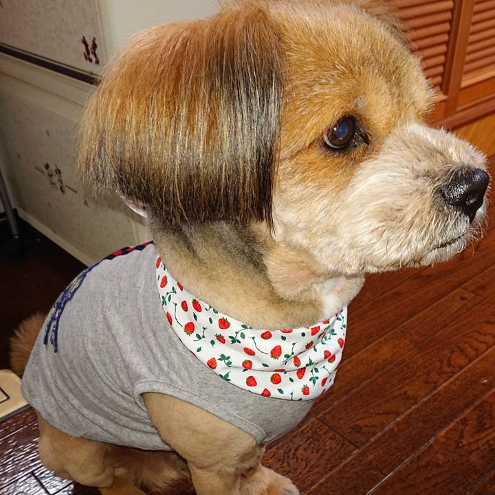 0511b9b7 0583 444a 8fa9 6f97858eb3bb 1554847984744