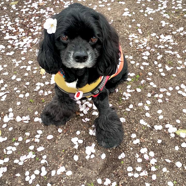 0512a807 72fb 4402 bc33 86ed6f3a7729 1680781198841