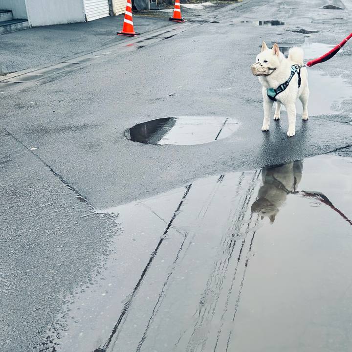 0515d541 08c3 47fa a3ad 7c8ba5119501 1743631114279