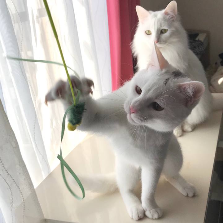 051761f4 e806 497c 9241 fa343671443b 1581385404493