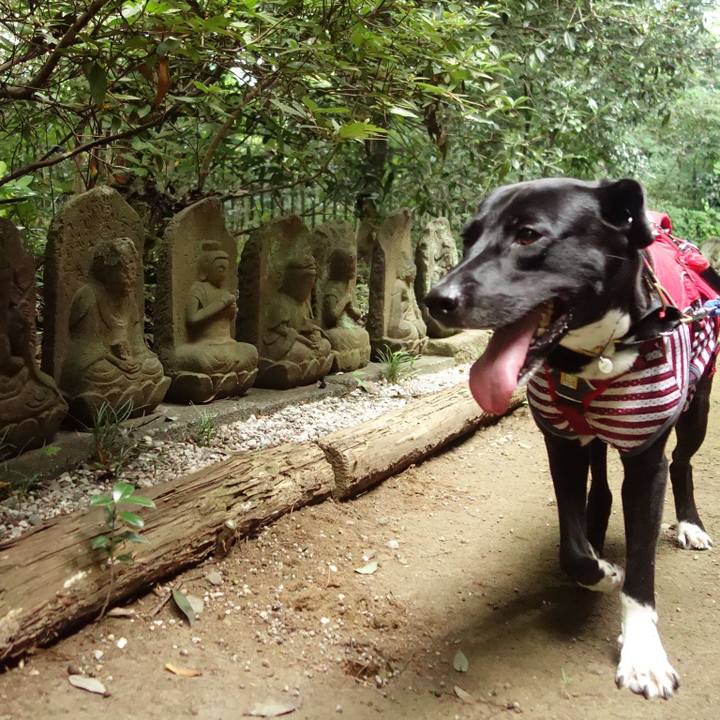 051a0fb6 d6b4 4152 b5de 3b6339f692a7 1598227183551