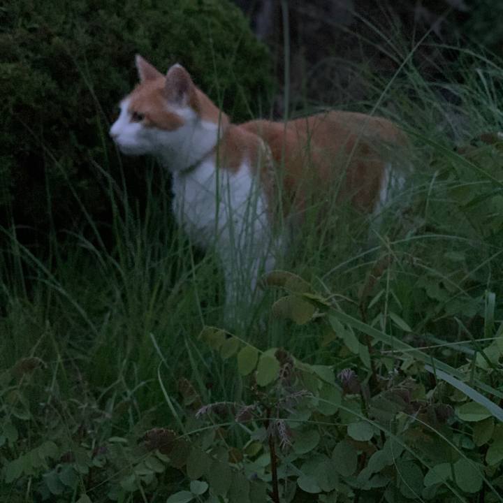 051becd6 2c73 445e abd1 0ce76cbac0ca 1595243997249