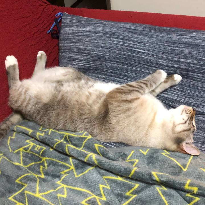 051e1471 b4e2 47cb a4d8 0d16d32c8237 1640332040722