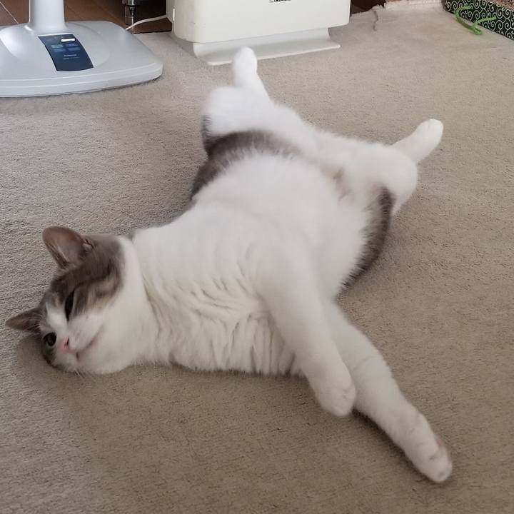 051fe8cc e134 4f13 8930 92dd736bb8f2 1560426007706