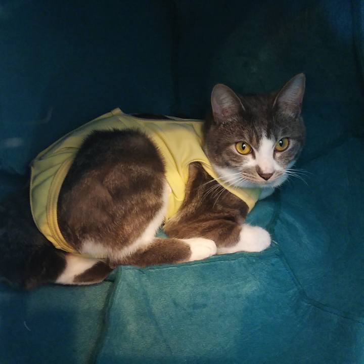 0523eb33 047f 4ade 97dc ed41a80fccf9 1584425535139