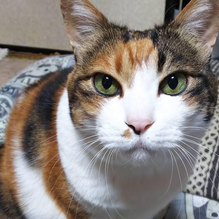 0525f418 4251 4e09 9f0c 1108c99aa16c 1581025724251