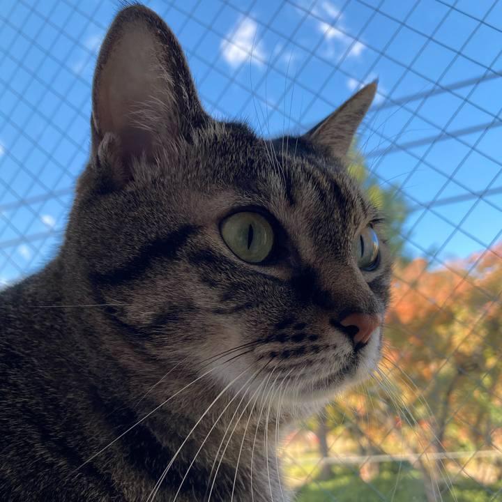 0528e2b9 44f8 4c32 b202 af8e97fa808a 1762755186444