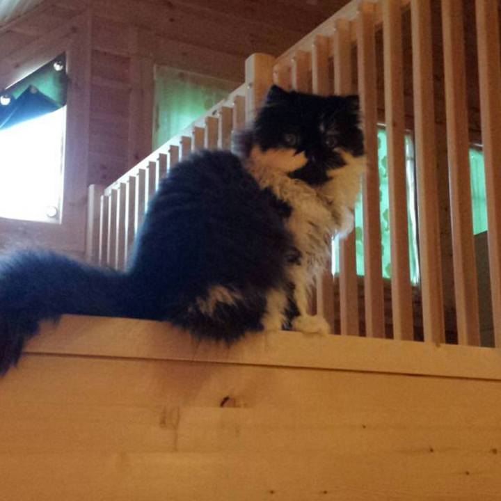 052d0e37 55bb 409d b04a de825139d19c 1559778540995