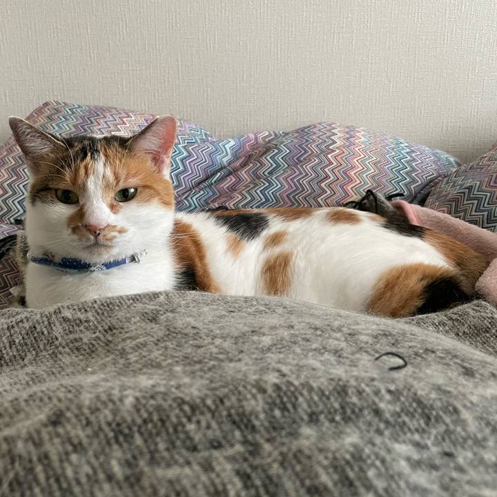 0532bac5 8730 4c1f 8bb2 fdc4ee923c3d 1697686359781