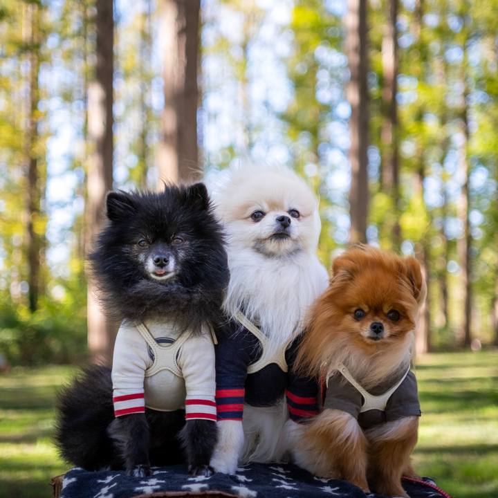 0533a8da bf36 4128 8c4e 9a7825e5220c 1575886426501