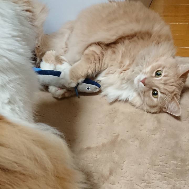 05354d89 ce66 4c8e 8186 76b9ceb3ed5e 1520143651538