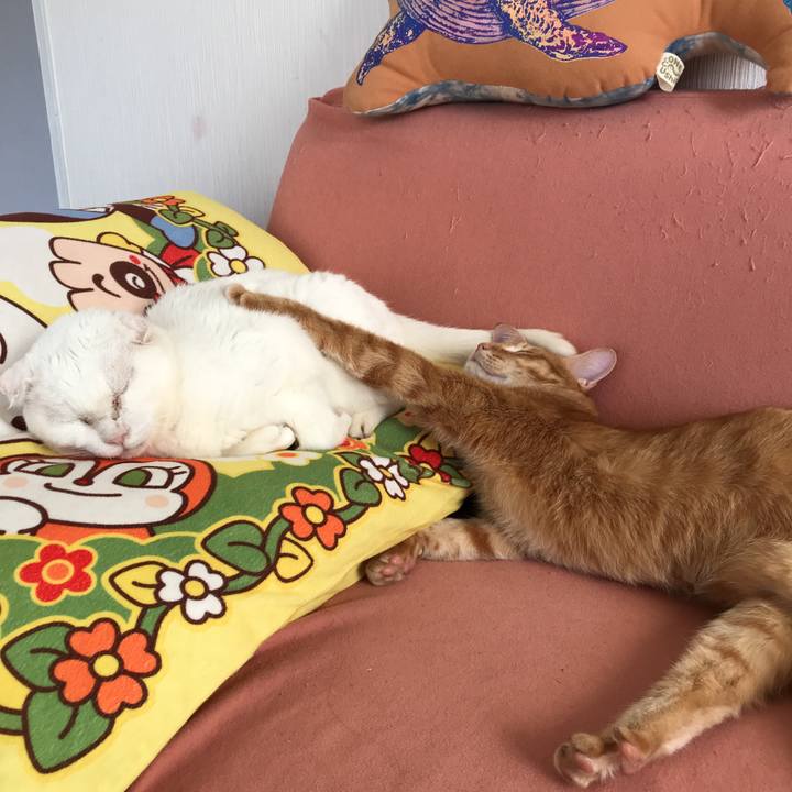 05381f33 950c 470d b20d e480ae23f31e 1509073103606