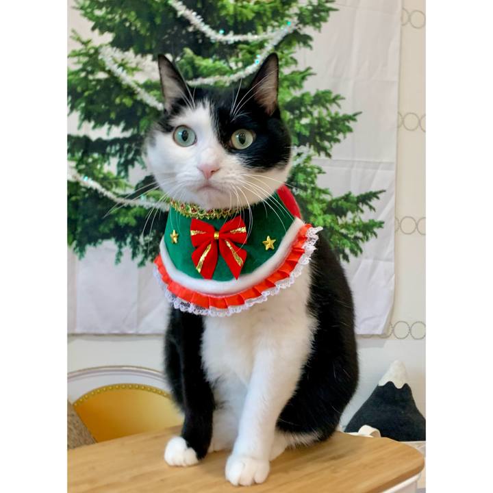 0539adf6 537a 422a a491 6513436f044b 1640009204917