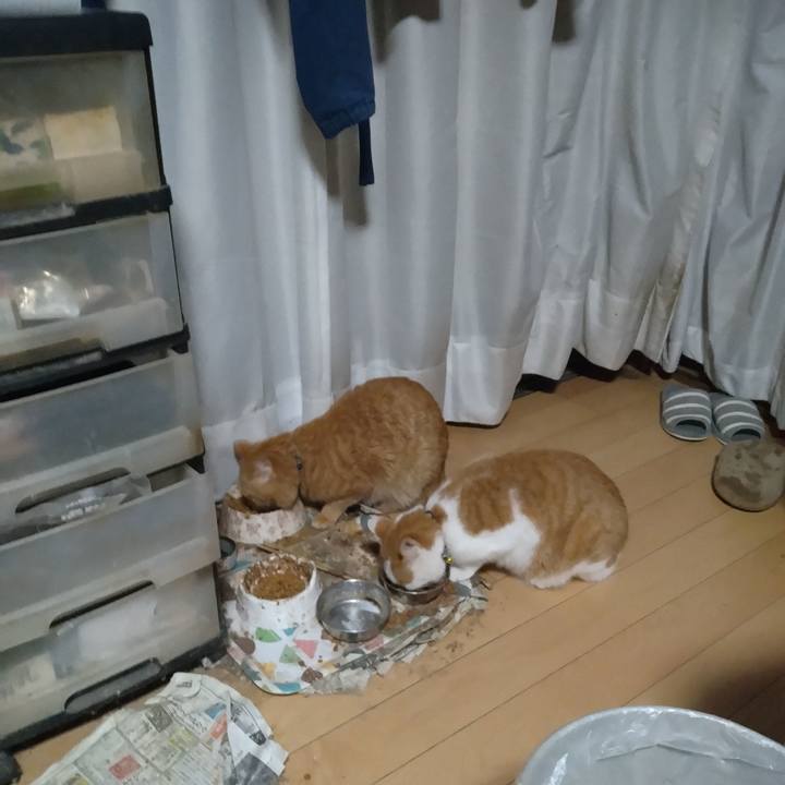 053cfa57 e0d8 4afa b8a5 e7c7df88426a 1766175749264