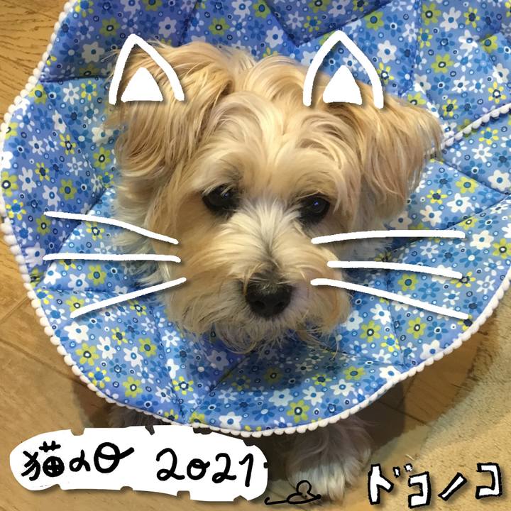 05409fe7 ab98 4208 8553 d350e9dd9e3d 1614005566949
