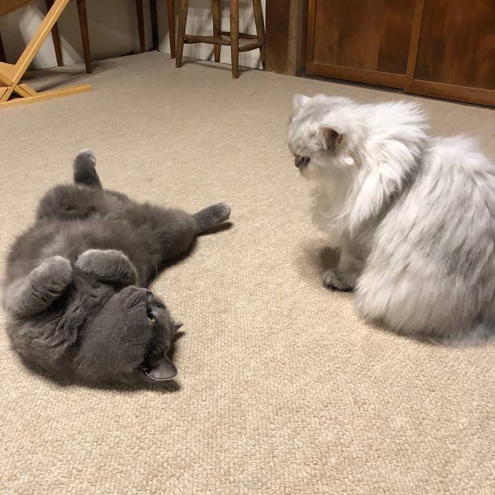 0549d3b1 1a6c 415c a3d6 893f80ca8796 1574425135655