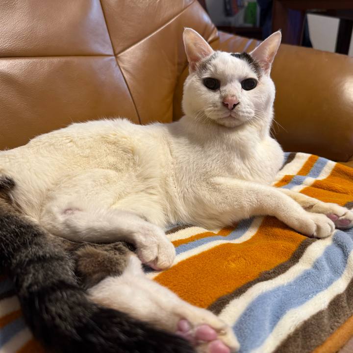 054d11d7 e244 4733 8d24 27fb4bbc1583 1766966804466